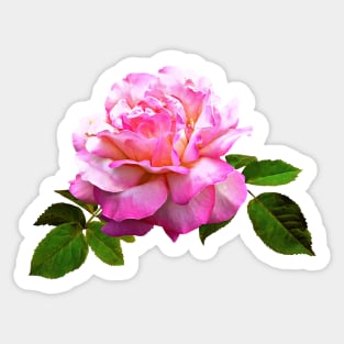 Rose Chicago Peace Sticker